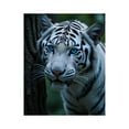 thumbnail image 1 of Paint by Numbers Kit for Adults, White Tiger Blue Eyes Nature Scene Paint by Numbers, Easy Paint by Numbers Kit for Adults Beginner, DIY Adult Paint by Number Kits on Canvas, Home Decor, 1 of 7