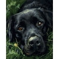 thumbnail image 1 of Paint by Numbers Kits for Adults-Animal Black Labrador on Grass (1)- Beginners Digital Oil Paint by Number for Adults Easy Canvas for Home Wall Decoration and Gifts 16X20 inch-, 1 of 5