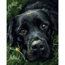 Paint by Numbers Kits for Adults-Animal Black Labrador on Grass (1)- Beginners Digital Oil Paint by Number for Adults Easy Canvas for Home Wall Decoration and Gifts 16X20 inch-