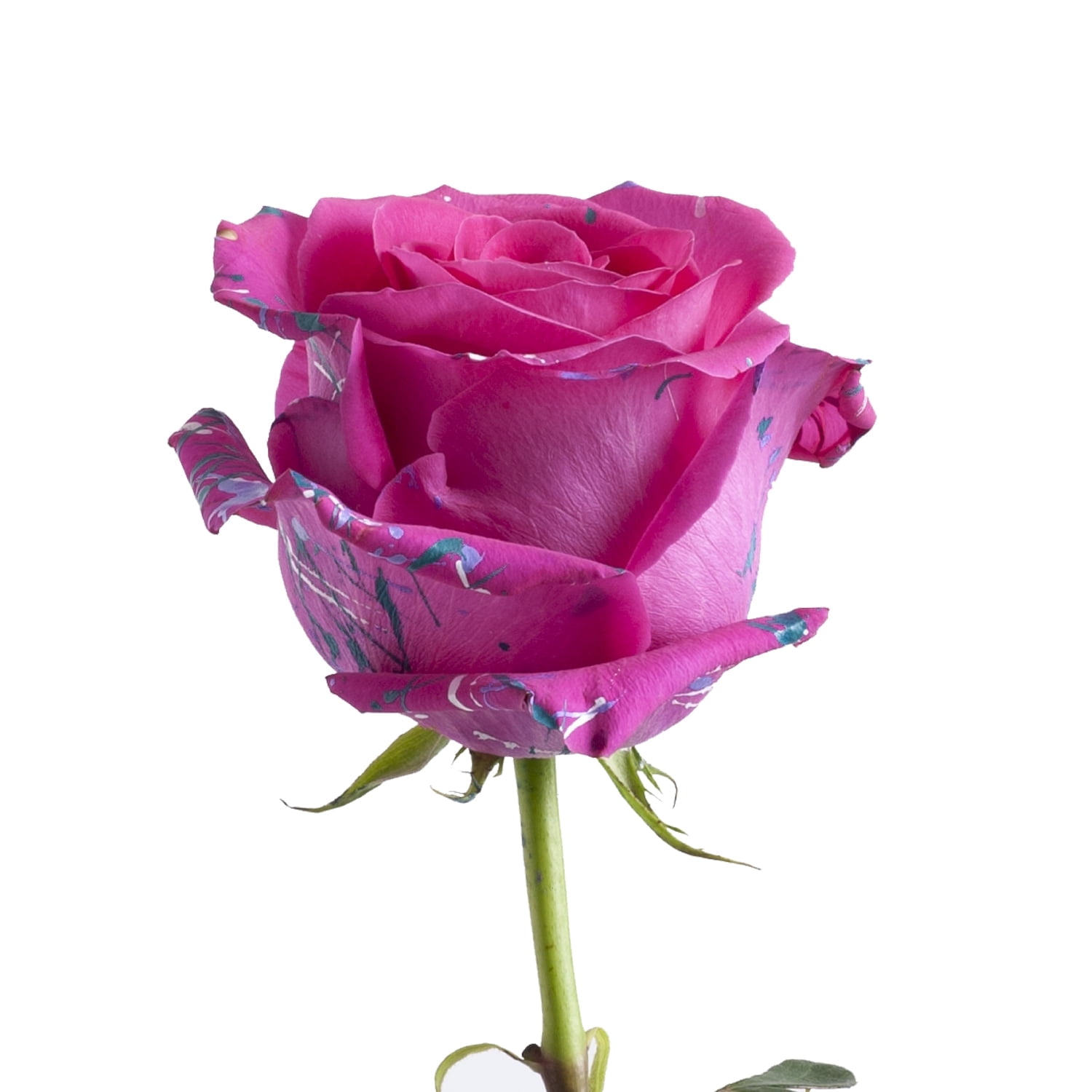 90cm Roses Painted Annet Confetti Roses - 50 cm - Roses - Fresh Cut Flowers- 100 ...