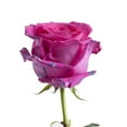 thumbnail image 1 of Painted Annet Confetti Roses - 50 cm - Roses - Fresh Cut Flowers- 100 Stems - by Bloomingmore, 1 of 7