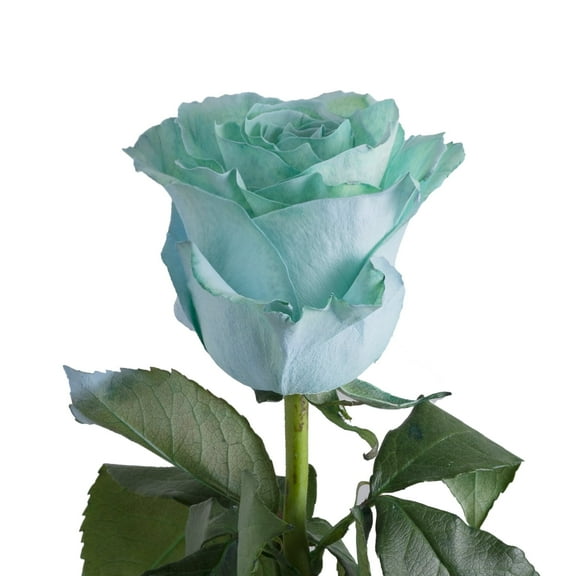 Painted Aqua Marine Roses 50 cm - Fresh Cut - 100 Stems