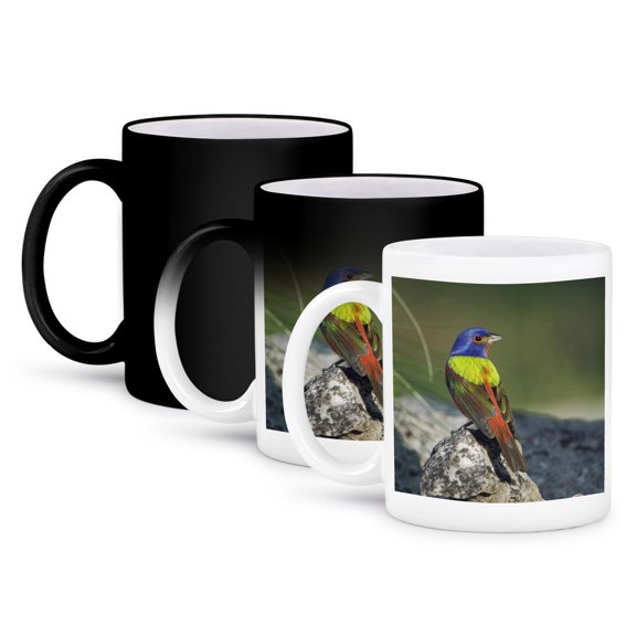3drose, Painted Bunting Bird, Hill Country, Texas - Na02 Rnu0221 - Rolf Nussbaumer, 11oz Magic Transforming Mug