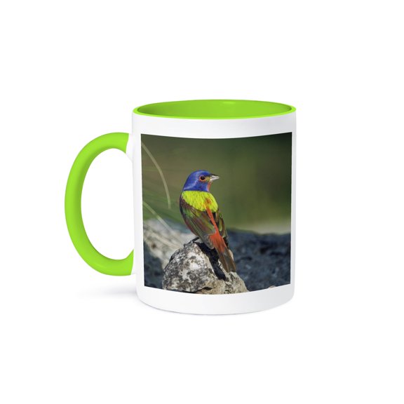 3drose, Painted Bunting Bird, Hill Country, Texas - Na02 Rnu0221 - Rolf Nussbaumer, 11oz Two-tone Green Mug