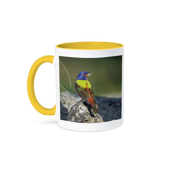 3drose, Painted Bunting Bird, Hill Country, Texas - Na02 Rnu0221 - Rolf Nussbaumer, 11oz Two-tone Yellow Mug