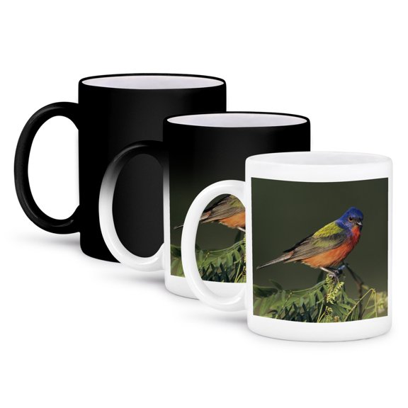 3drose, Painted Bunting Bird on Huisache Tree, Texas - Na02 Rnu0719 - Rolf Nussbaumer, 11oz Magic Transforming Mug