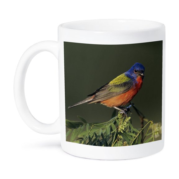 3drose, Painted Bunting Bird on Huisache Tree, Texas - Na02 Rnu0719 - Rolf Nussbaumer, 11oz Mug