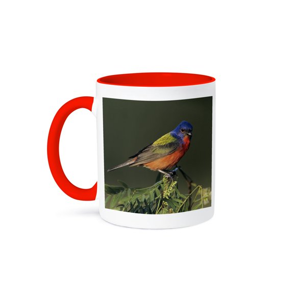 3drose, Painted Bunting Bird on Huisache Tree, Texas - Na02 Rnu0719 - Rolf Nussbaumer, 11oz Two-tone Red Mug