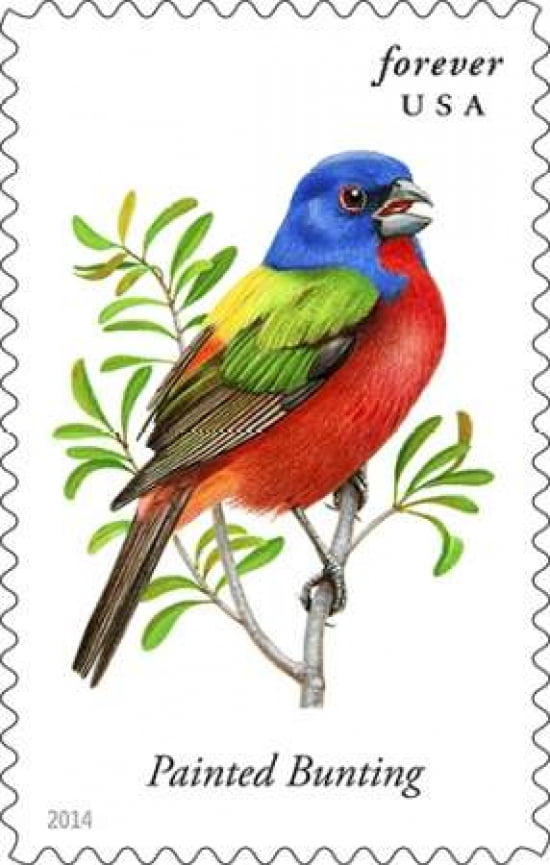 Painted Bunting Canvas Art - US POSTAL SERVICE (12 x 18)