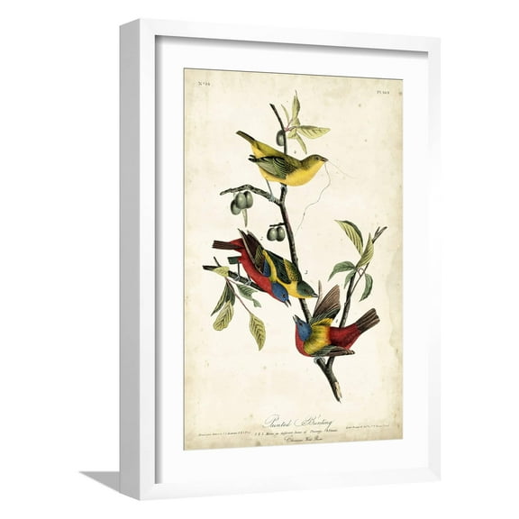 Art.com Painted Bunting Art Print by John James Audubon, White Frame Wall Art, 17" x 23"