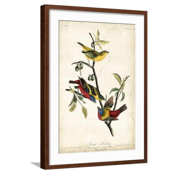 Art.com Painted Bunting Art Print by John James Audubon, Brown Frame Wall Art, 21" x 29"