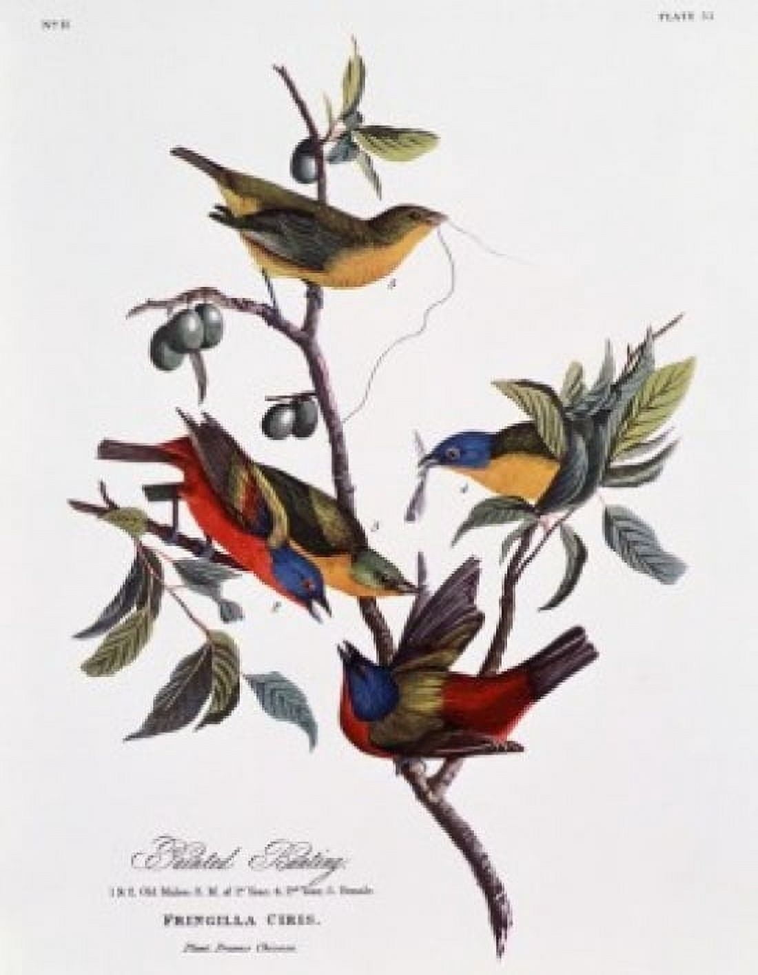 Painted Bunting John James Audubon (1785-1851 American) Canvas Art - John James Audubon (24 x 36)