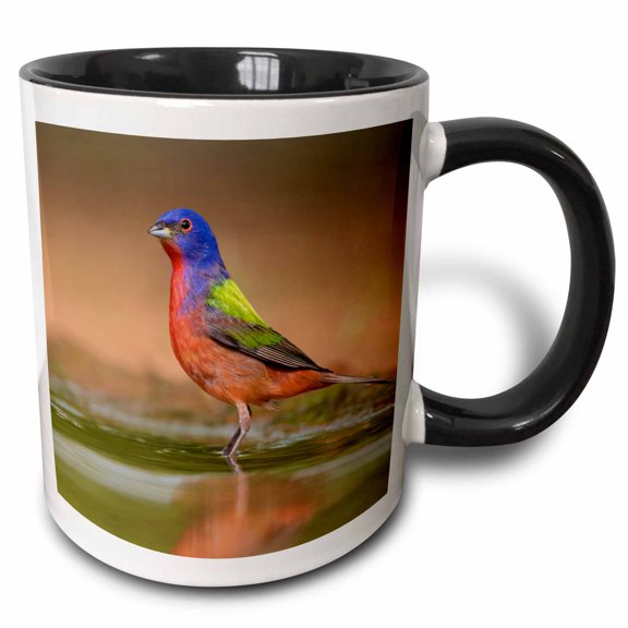 3drose, Painted Bunting, Passerina Ciris, Male Bathing in Ranch Pond, 11oz Two-tone Black Mug