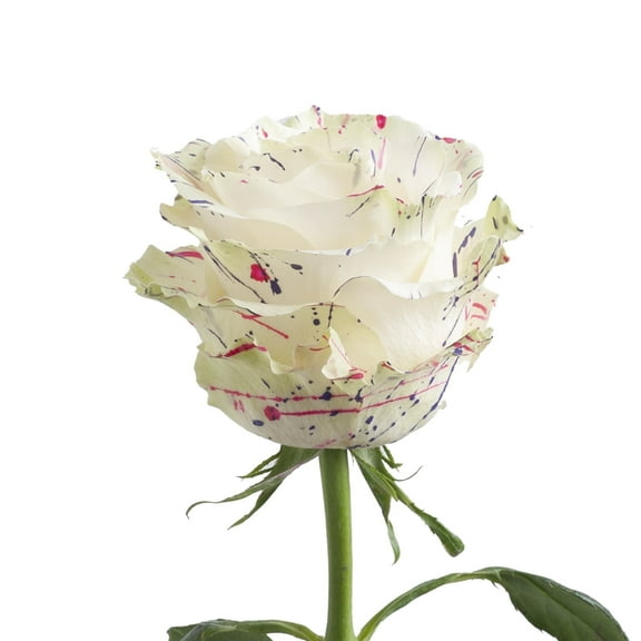 Painted Candy Confetti Roses 125 Stems of 50 cm White Splattered Farm Direct Fresh Cut Flowers by Bloomingmore