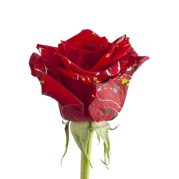 Painted Carrie Confetti Roses - 50 cm - Fresh Cut Flowers - 125 Stems - by Bloomingmore