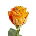thumbnail image 1 of Painted Creepy Confetti Roses 50 cm - Fresh Cut - 125 Stems, 1 of 8