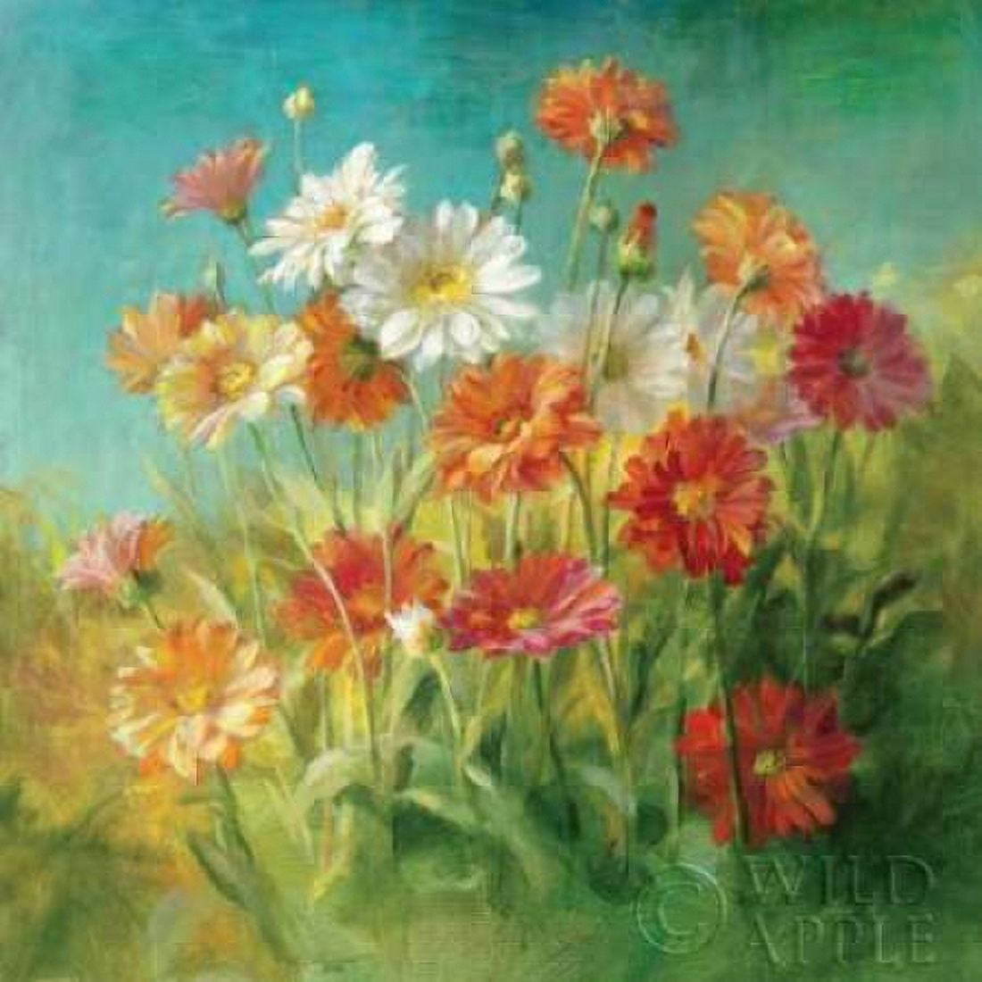 Painted Daisies Canvas Art - Danhui Nai (24 x 24)
