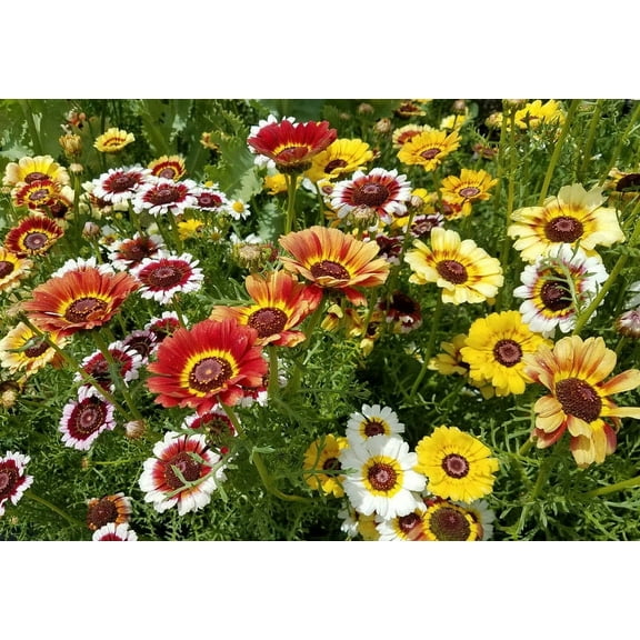 Painted Daisy, 200+ Seeds, Beautiful Multi Colored Blooms.
