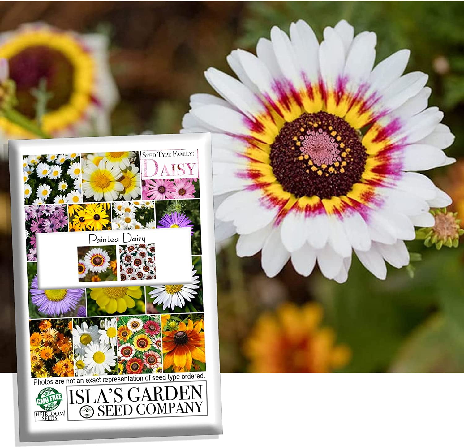 "Painted Daisy" Flower Seeds for Planting, 500+ Flower Seeds Per Packet