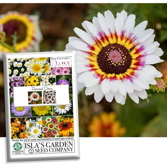 "Painted Daisy" Flower Seeds for Planting, 500+ Flower Seeds Per Packet Non GMO & Heirloom Seeds, Scientific Name Chrysanthemum Carinatum
