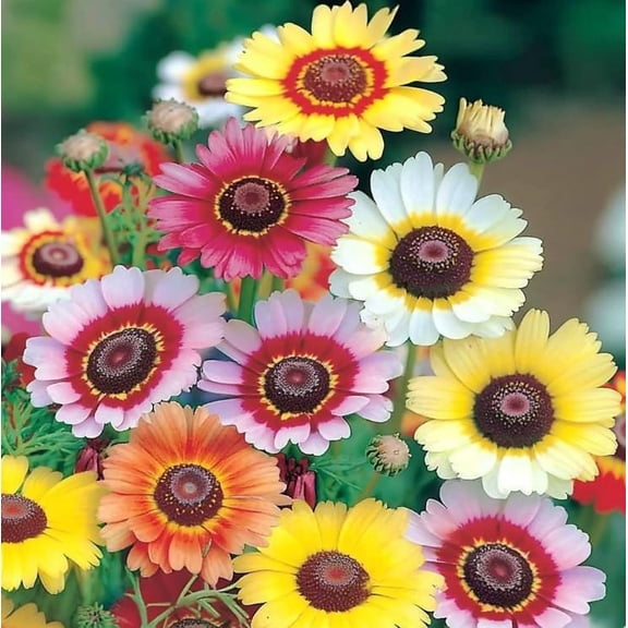Painted Daisy Seeds  Chrysanthemum carinatum - 200 Seeds | Bright Perennial Blooms | Pollinator-Friendly