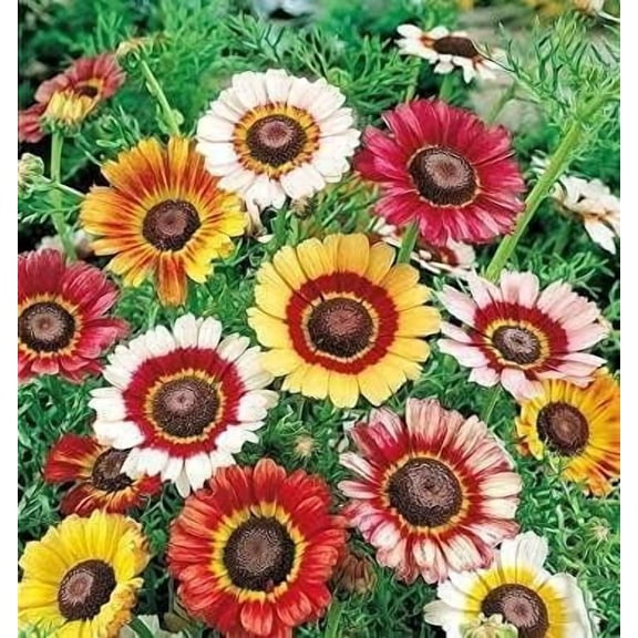 Painted Daisy/Tricolor Daisy 200 Non-GMO, Heirloom Seeds. Chrysanthemum carinatum