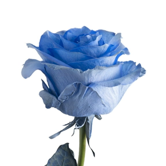 Painted Dark Whisper Roses - 50 cm - Fresh Cut Flowers- 100 Stems - Blue Roses - by Bloomingmore