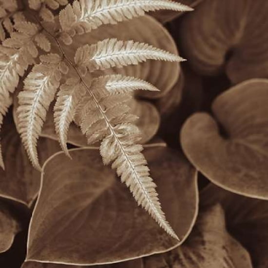 Painted Ferns I Canvas Art - Rebecca Swanson (24 x 24)