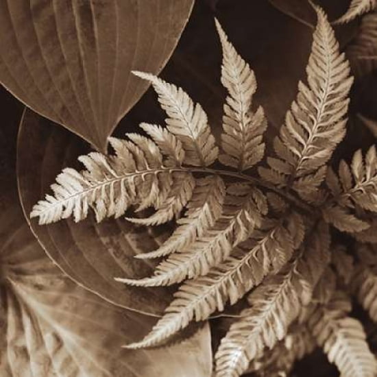 Painted Ferns II Canvas Art - Rebecca Swanson (24 x 24)