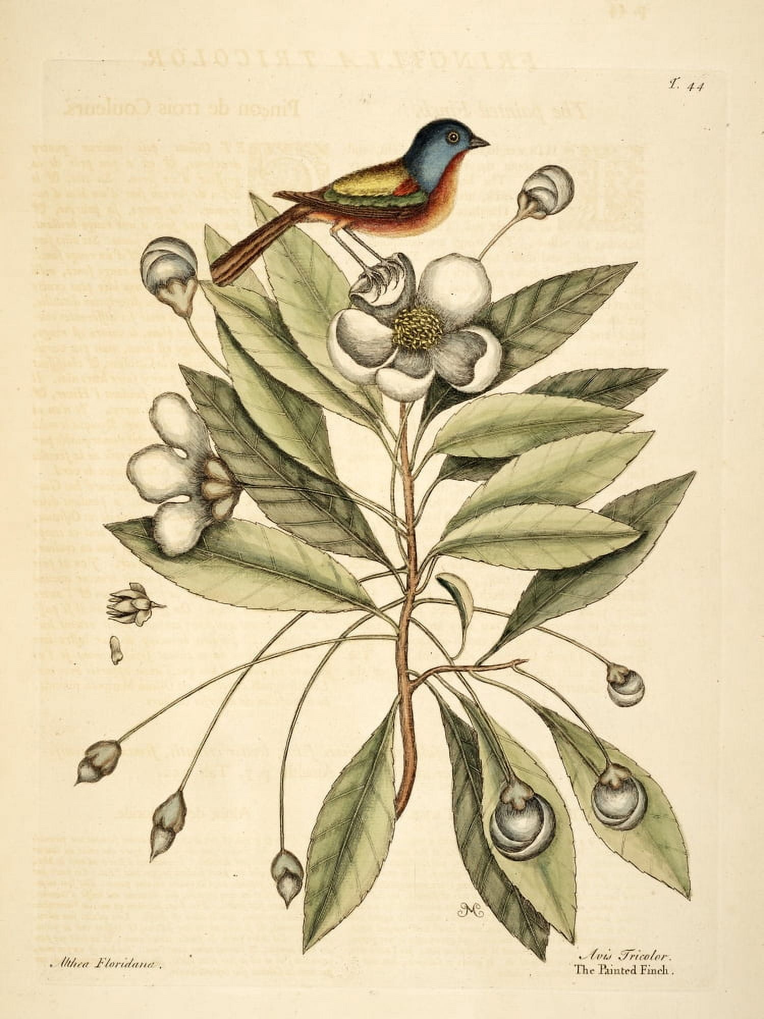 Painted Finch Canvas Art - Mark Catesby (24 x 36)
