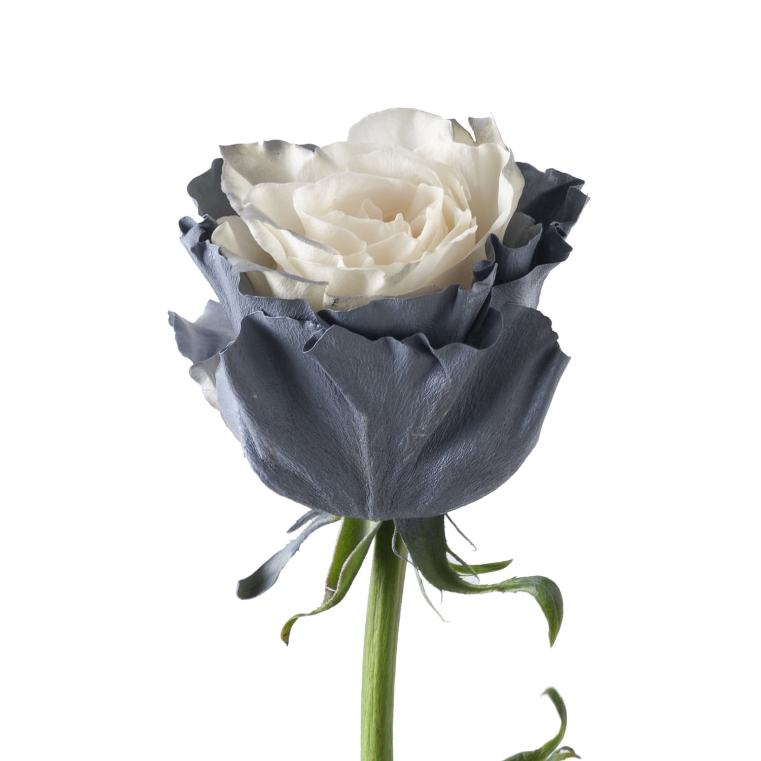 Painted Gray Fairy Roses 100 Stems of Farm Direct Fresh Cut Flowers by ...