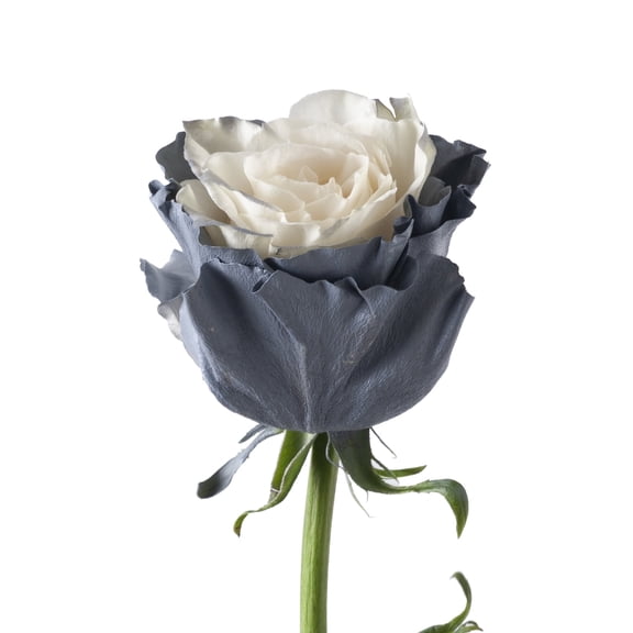 Roses 100 Stems of White Farm Direct Fresh Cut Flowers with Hand ...