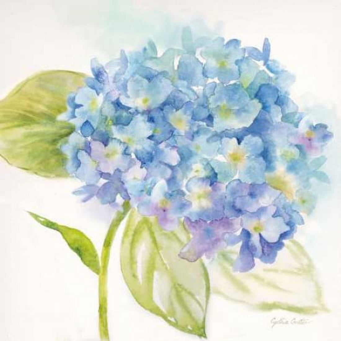 Painted Hydrangeas I Canvas Art - Cynthia Coulter (24 x 24)