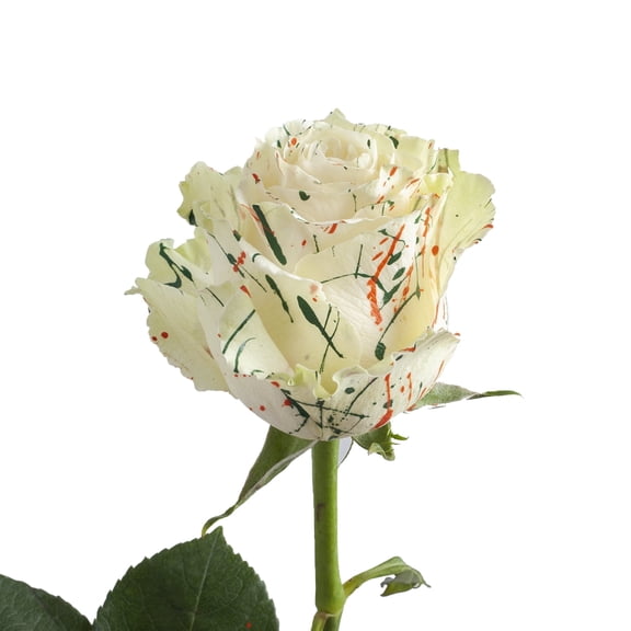 "Painted Joy Confetti" Roses - 50 cm - Fresh Cut Flowers - 50 Stems - White Roses - by Bloomingmore