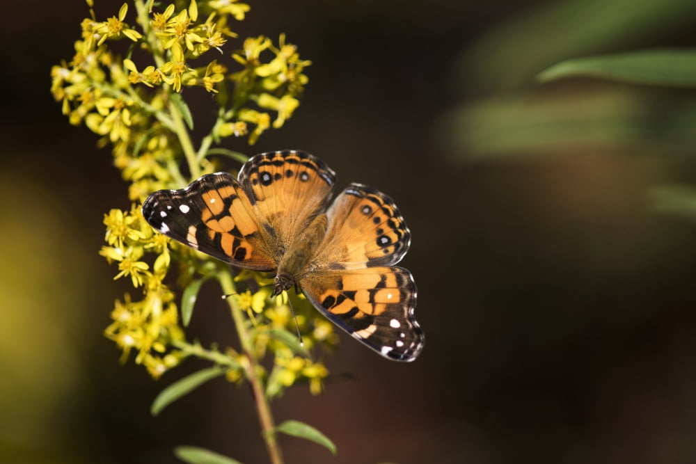 Painted Lady Butterfly (Cynthia) feeds on goldenrod Tahlequah Oklahoma United States of America Canvas Art - Robert L Potts Design Pics (38 x 24)