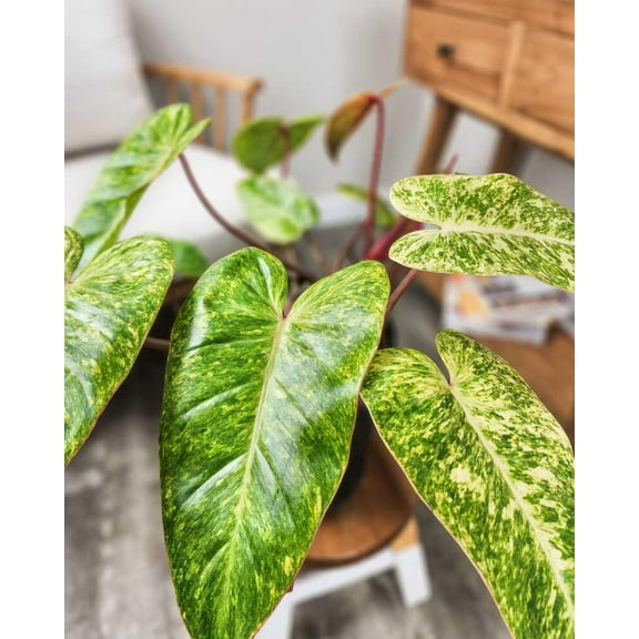 Painted Lady Philodendron-Tropical Plant-Lush Indoor Decor 6" Pot