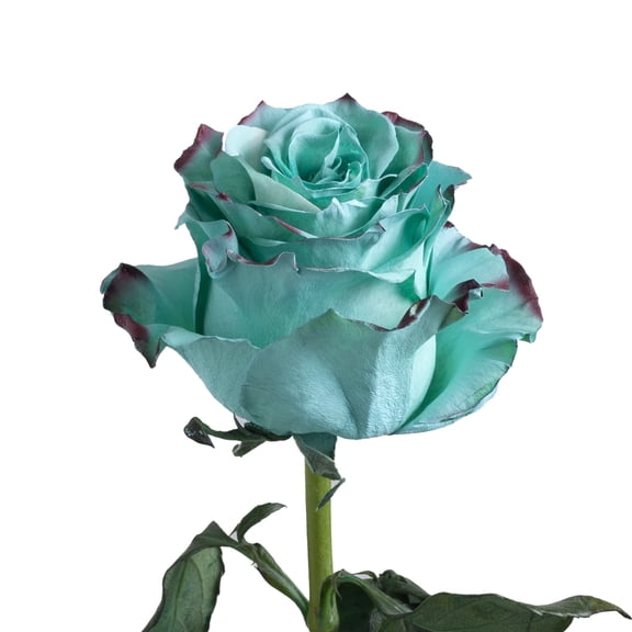Painted Lady Roses 50 cm - Fresh Cut - 50 Stems