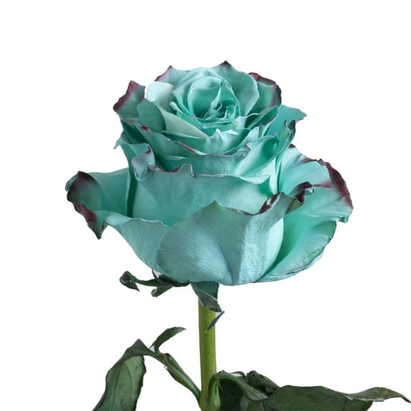 Painted Lady Roses - 50 cm - Fresh Cut Flowers - 125 Stems - by Bloomingmore