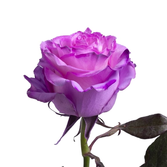 Painted Layla Roses 50 cm - Fresh Cut - 125 Stems