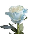 thumbnail image 1 of Painted Light Blue Roses - Farm Direct Fresh Cut Flowers - 50 Stems, 1 of 10