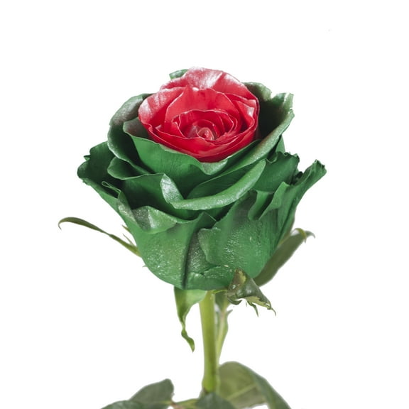 Painted Marshmallow Green & Red Metallic Roses - 50 cm - Fresh Cut Flowers - 100 Stems - by Bloomingmore