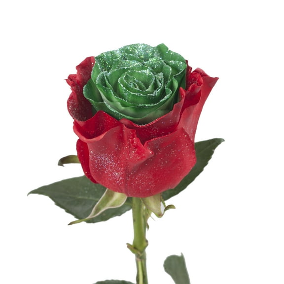 Painted Marshmallow Red & Green with Glitter Roses - 50 cm - Fresh Cut Flowers - 100 Stems - by Bloomingmore