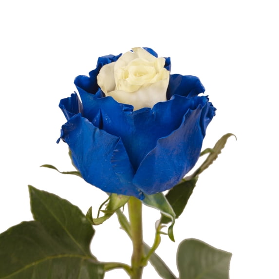 Painted Marshmallow White & Blue Roses 50 cm - Fresh Cut - 125 Stems - by Bloomingmore