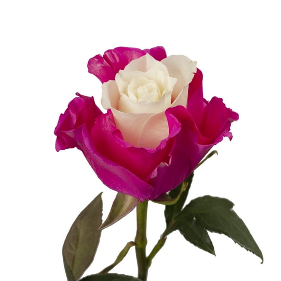 Painted Marshmallow White & Hot Pink Roses - 50 cm - Fresh Cut Flowers - 50 Stems - by Bloomingmore