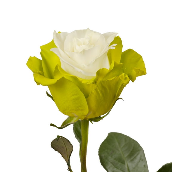 Painted Marshmallow White & Lime Green Roses - 50 cm - Fresh Cut Flowers - 50 Stems - by Bloomingmore