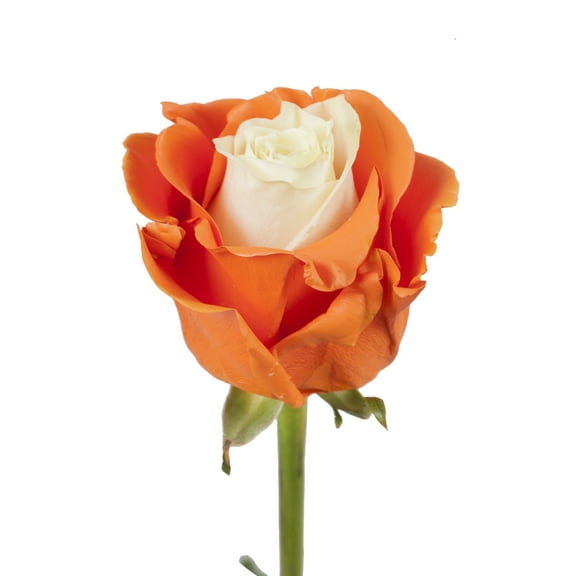 Painted Marshmallow - White & Orange - Roses - 50 cm - Fresh Cut Flowers - 50 Stems - by Bloomingmore