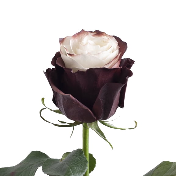 Bloomingmore, Fresh Cut Flowers, Painted Mystery Confetti Roses - 50 cm ...