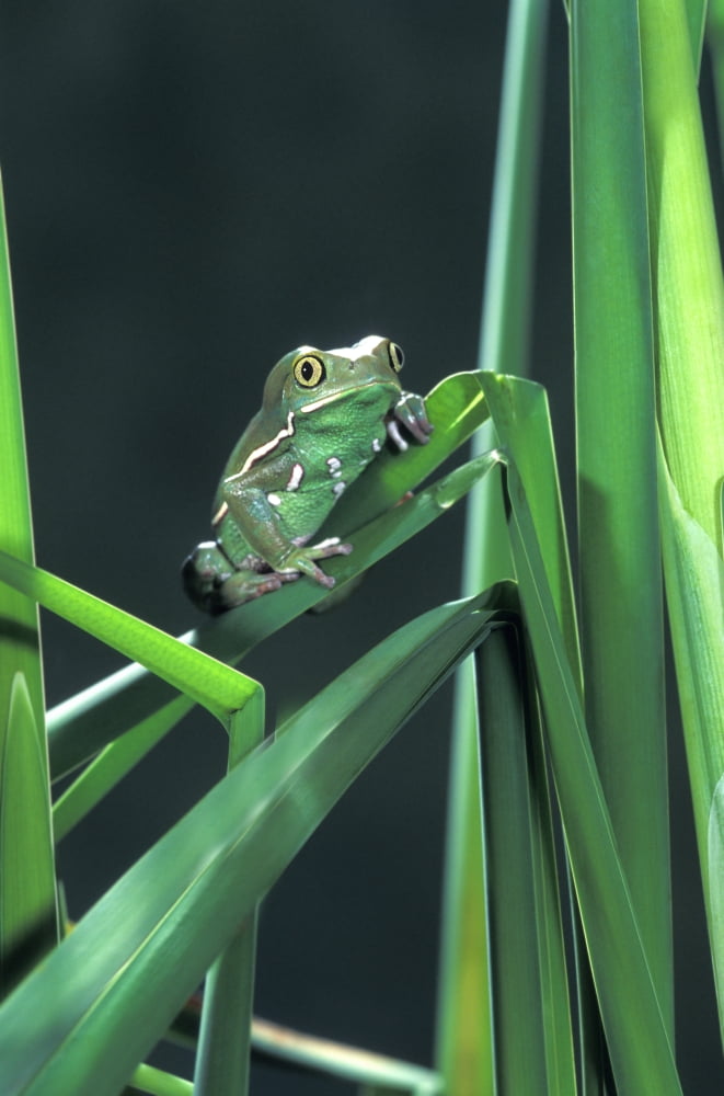 Painted Monkey Frog In Reeds Canvas Art - John Pitcher Design Pics (11 x 17)