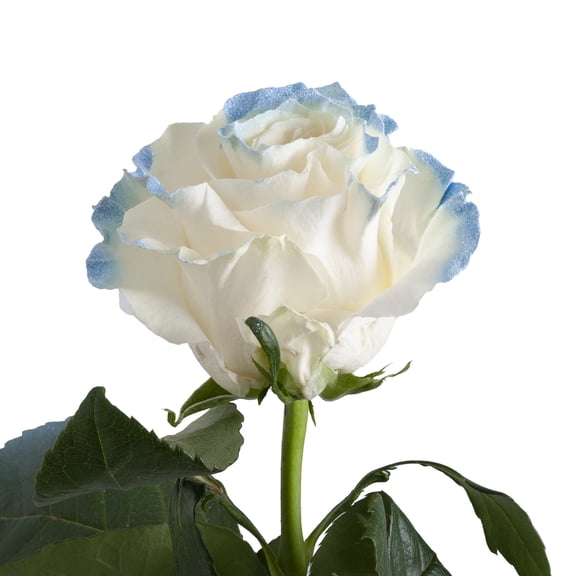 Painted Neige Blue Roses - Farm Direct Fresh Cut Flowers - 50 Stems