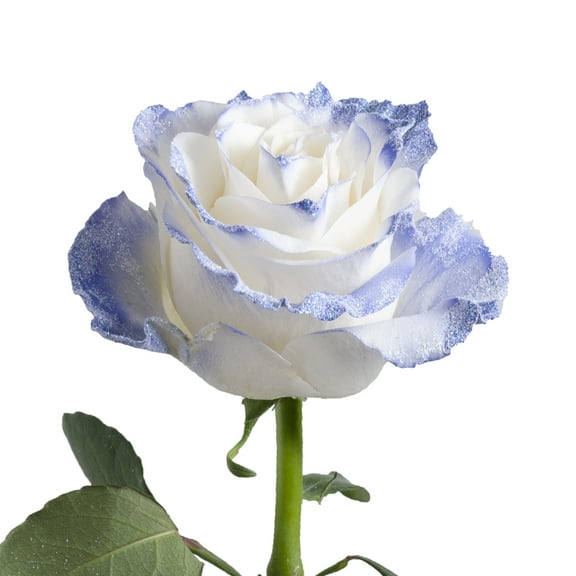 Painted Night Stars Roses - Farm Direct Fresh Cut Flowers - 100 Stems